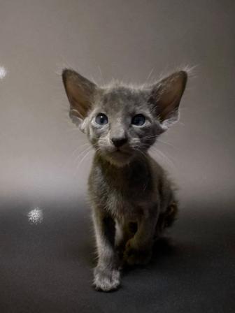Котята ориентальной породы
