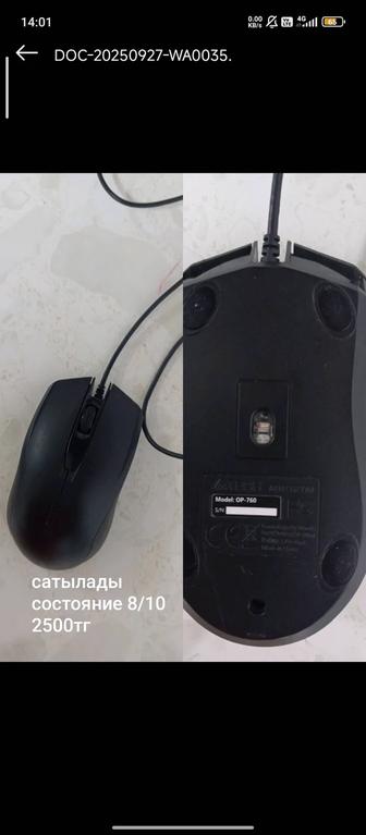 Мышь