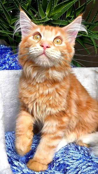 Мейн кун- гигант! Красный- котик