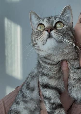 Отдаем кошку