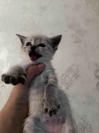 Котенка
