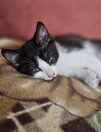 Отдам котенка
