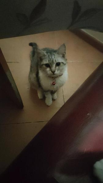 Отдам даром котенка