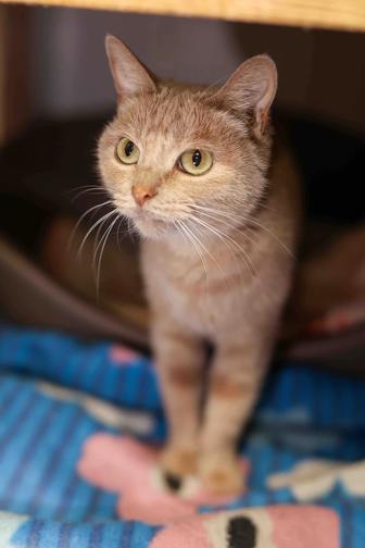 Скромная кошечка Тамила