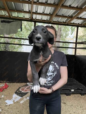 Сладкая малышка ищет любящих хозяев