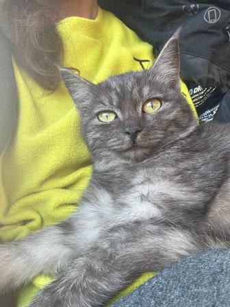 Отдам котенка