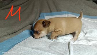 Щенки Чихуахуа