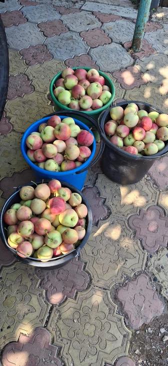 Продам яблоки
