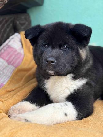 Щенки Американской акиты