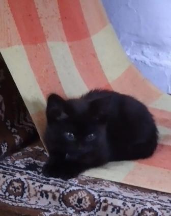 Котята