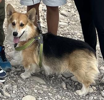 Вязка шикарный корги пемброк, триколор. Родословная, победитель выставок