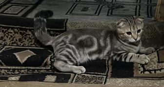 Продается кот Шотландский Вислоухий породистый идеальный. 4 месяца.