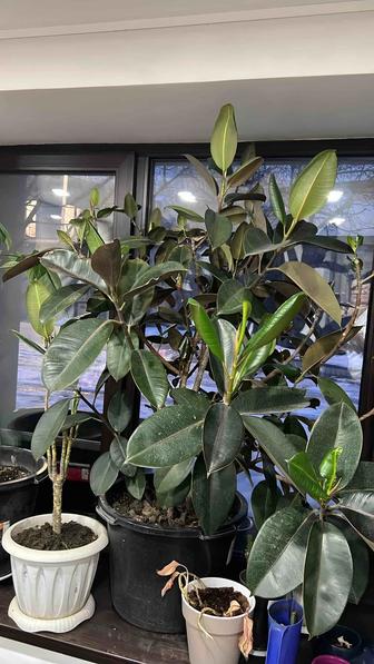 Фикус бенжамино