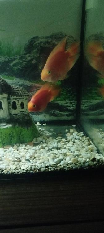 Рыбка красный попугай.