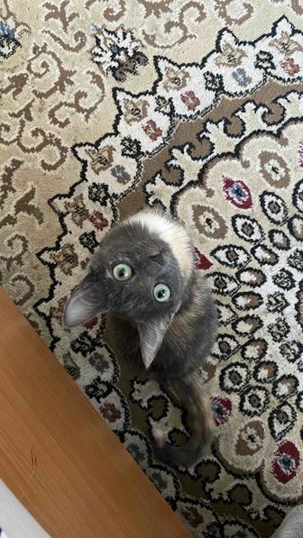 Мысық сатамын