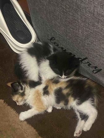 отдам котят в хорошие руки