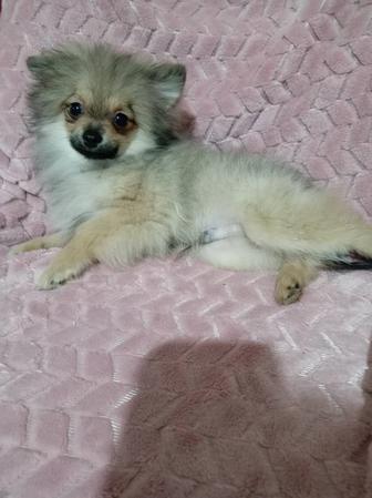 Прекрасный подрощенный мальчик померанского шпица миники.Возраст 5 месяцев.