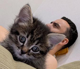 Отдам ласкового котенка