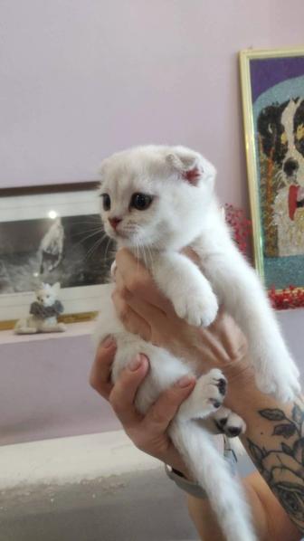 Продам породистых котят