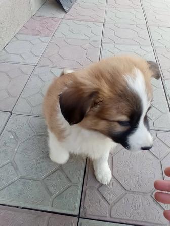 Очаровательные пушистики