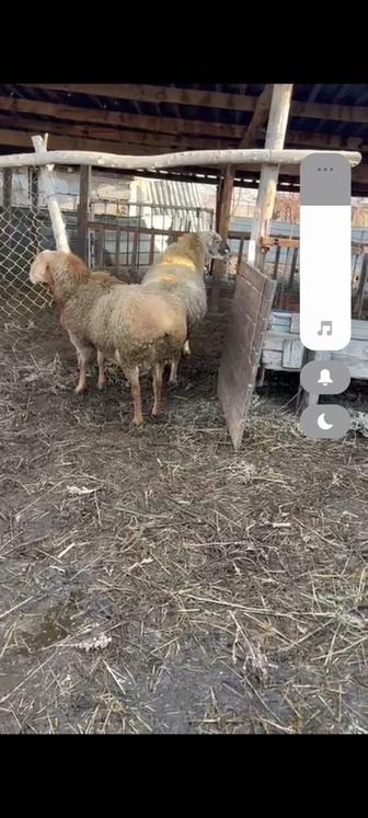 Кочкары крупные