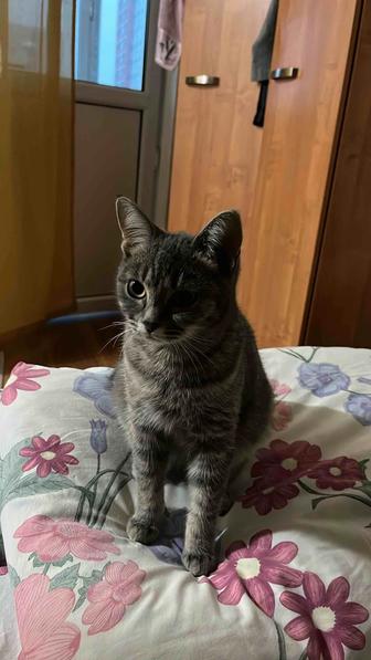 Отдам котенка (девочку) в добрые руки