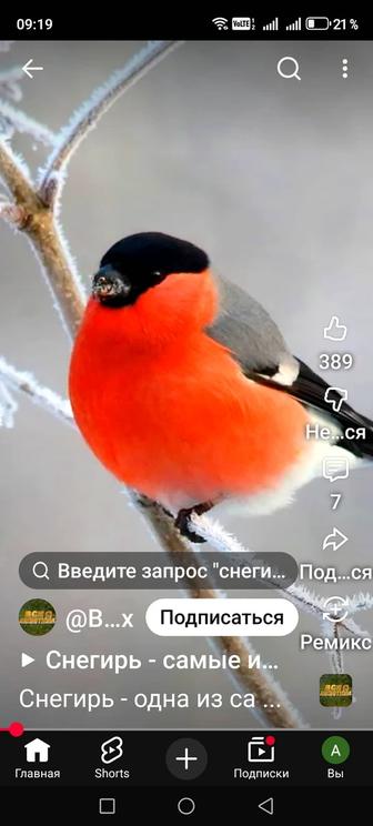 Продам птицу певчие