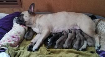 Продам щенков французского бульдога.