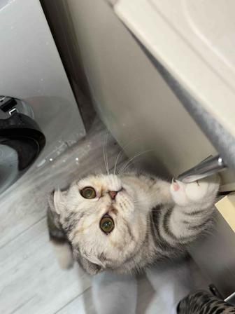 Отдам котенка