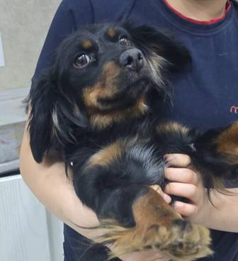 Отдам в хорошие руки щенков