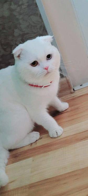 Шотландский вислоухий белый кот на вязку