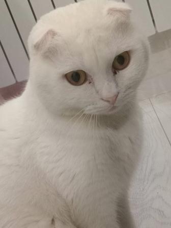 Шотландский вислоухий белый кот на вязку