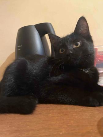 Отдам котят в хорошие руки