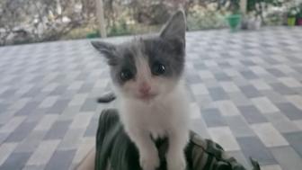 Котят в добрые руки