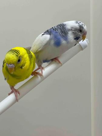 Продам попугайчики