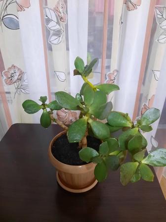 Продается домашний цветок