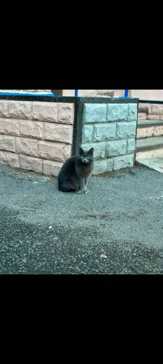 Кошечкам СРОЧНО нужен дом