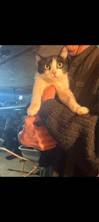 Кошечкам СРОЧНО нужен дом