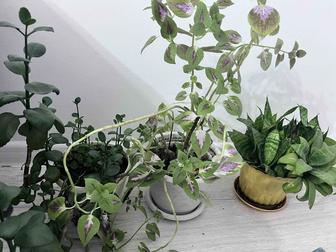 Продам комнатные цветы