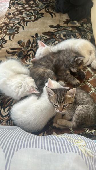 Котята