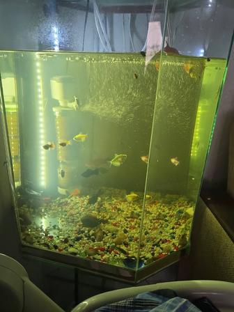 Аквариум