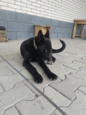 Продам овчарку