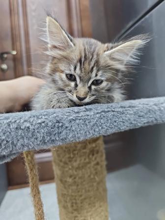 Отдам котенка