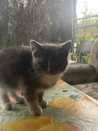 отдам котят,одна девочка,остальные мальчики,кушают обычную еду ,активные