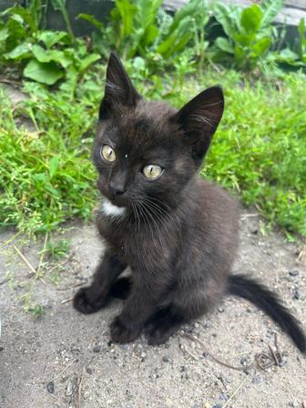 отдам котят,одна девочка,остальные мальчики,кушают обычную еду ,активные