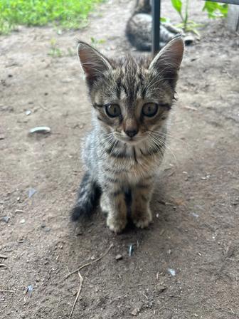 отдам котят,одна девочка,остальные мальчики,кушают обычную еду ,активные