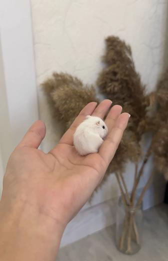 Хомяки без клетки