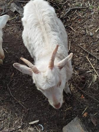 Зааненская козочка 4-месячная