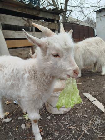 Зааненская козочка 4-месячная