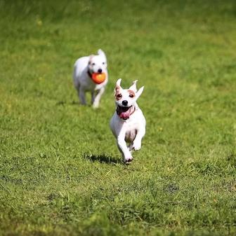 Выгул собак с заботой